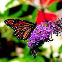 pics of butterfly for dp